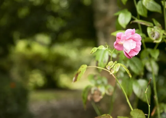 Apartmán Killeena House